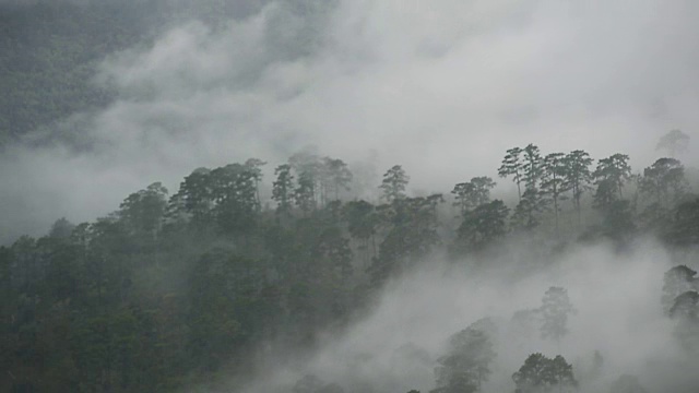 光谱雾流动从右到左左右，并通过一系列山的针叶林混交林视频下载