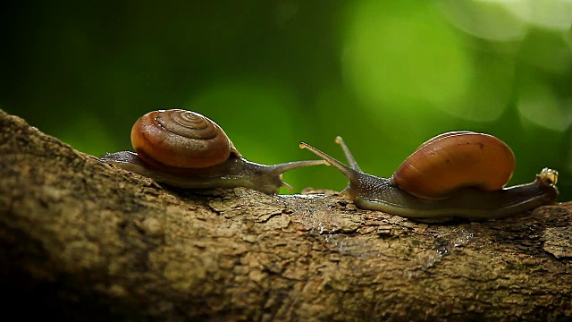 树上的蜗牛视频素材