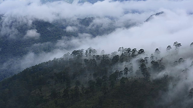 光谱雾流动从右到左左右，并通过一系列山的针叶林混交林视频下载