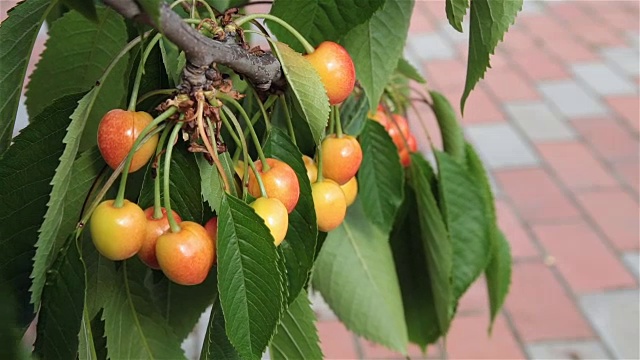 樱桃在花园里成熟。视频素材