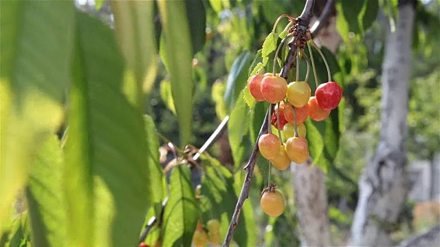 樱桃在花园里成熟。视频素材