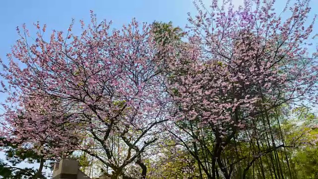 樱花景观视频素材