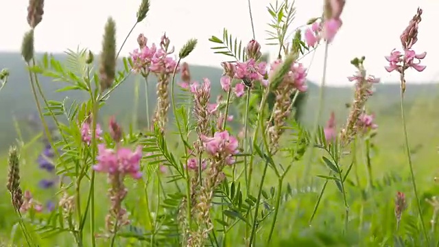 草地上的野花和风视频素材