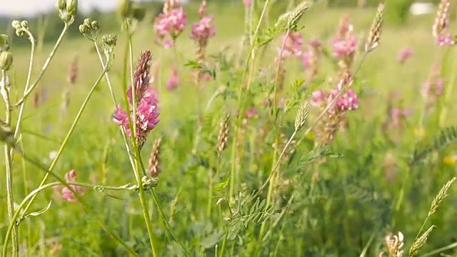 草地上的野花和风视频素材