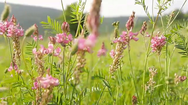 草地上的野花和风视频素材