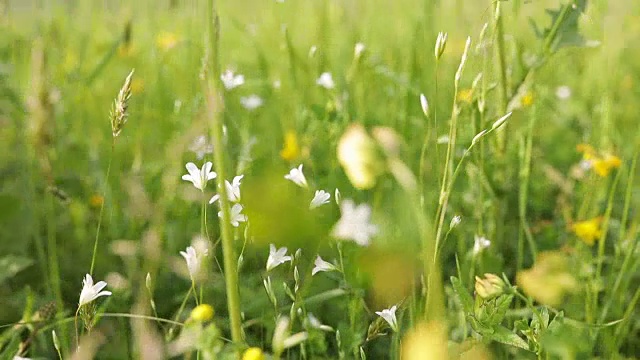 草地上的野花和风视频素材