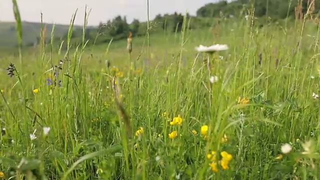 草地上的野花和风视频素材