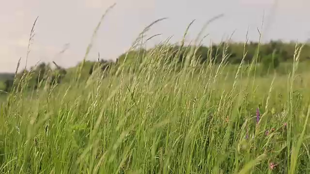 草地上的野花和风视频素材