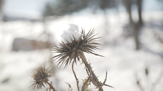 雪花秘扇视频素材