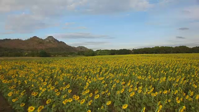 鸟瞰图在wat khao jeen lae，华富里，泰国视频下载