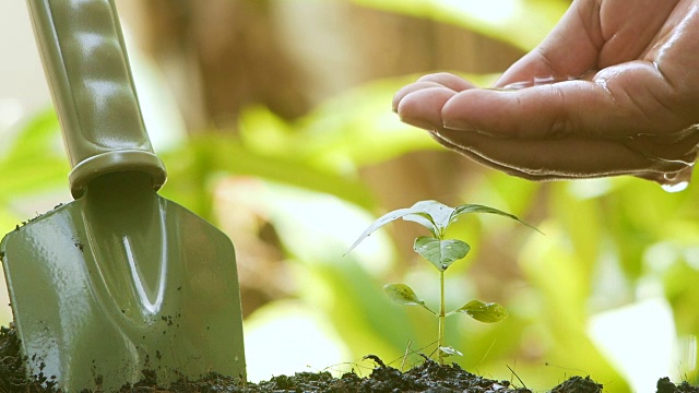 人手浇植物幼苗慢动作拍摄视频素材