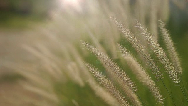 微距拍摄的草花在风中。视频素材