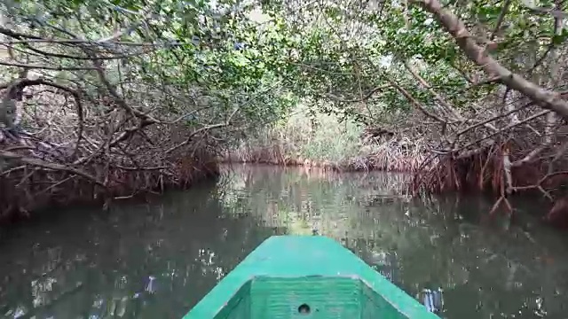 古巴的生态旅游在美丽的未知的地方:划船在红色红树林附近的河道扎萨河，金枪鱼德扎萨，圣心灵视频素材