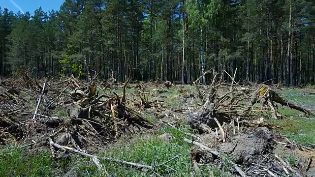 树根和树视频素材