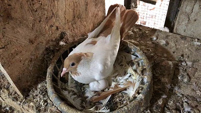 鸽子蛋孵化视频素材