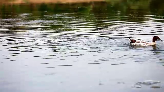 一小群野鸭鸟视频素材