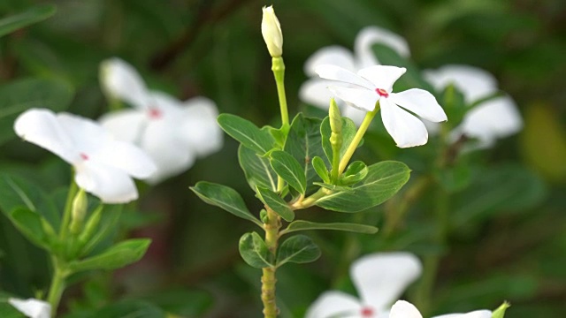 白色长春花或玫瑰色长春花视频素材