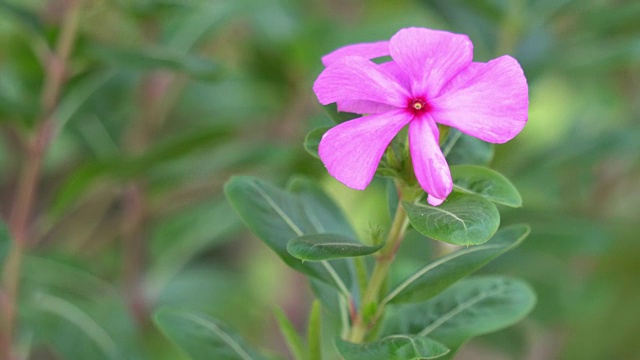 粉红色长春花或玫瑰色长春花视频素材