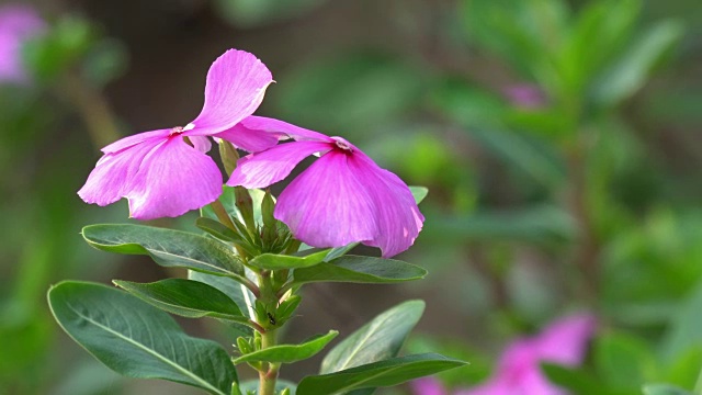 粉红色长春花或玫瑰色长春花视频素材