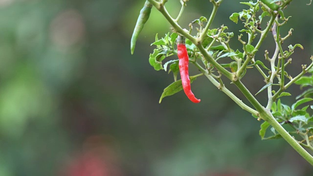 辣椒特写视频素材