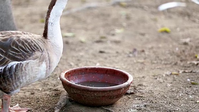 鹅鸟饮水视频素材