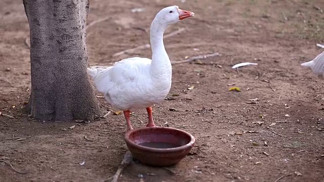 鹅鸟饮水视频素材