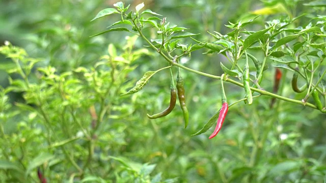 辣椒植物视频素材