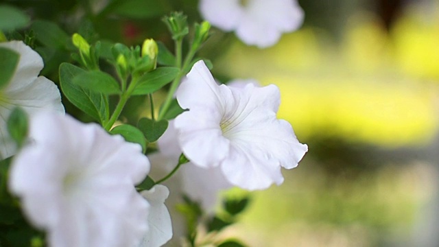 花盆里的白花视频下载