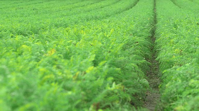 胡萝卜植物的景观视频素材