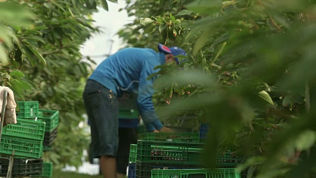 显示樱桃被收获并挂在树上的序列视频素材