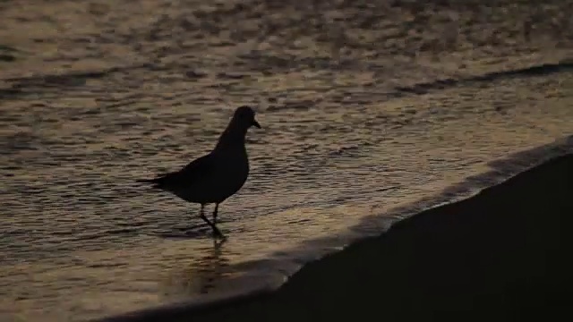 在南非开普敦，LS勾画出海鸥在海浪拍打海岸之间的海滩上寻找食物的轮廓视频素材