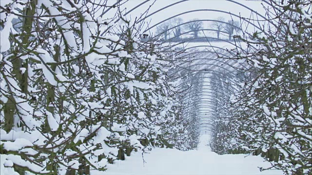 雪景中的果园视频素材