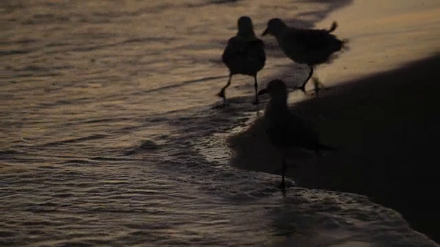 在南非开普敦，LS勾画出海鸥在海浪拍打海岸之间的海滩上寻找食物的轮廓视频素材