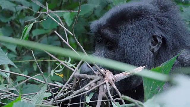 MS雄性山地大猩猩正在吃树枝视频素材