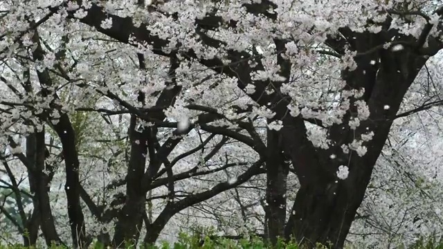 樱花的花瓣随风飞舞视频素材