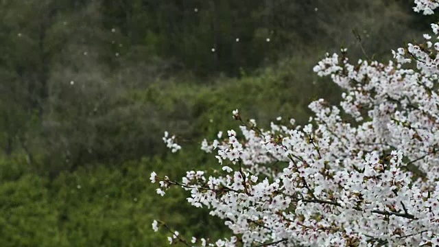 樱花的花瓣随风飞舞视频素材