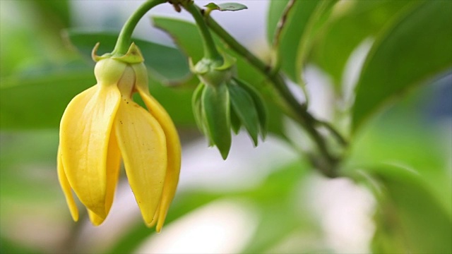 Ylang Ylang花疗法视频素材