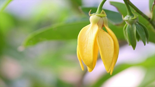 Ylang Ylang花疗法视频下载