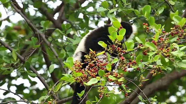 狐猴在树上的果实视频下载