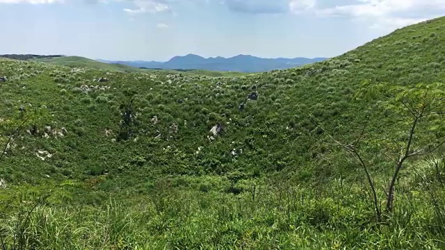 天对地开花植物景观视频素材