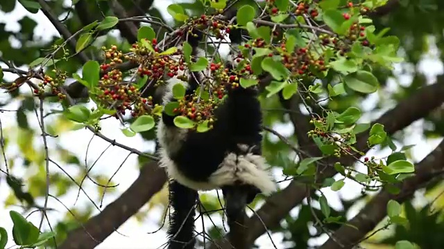 狐猴在树上的果实视频下载