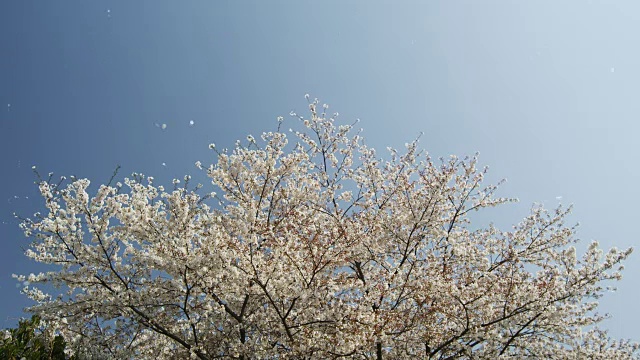 樱花的花瓣随风飞舞视频素材