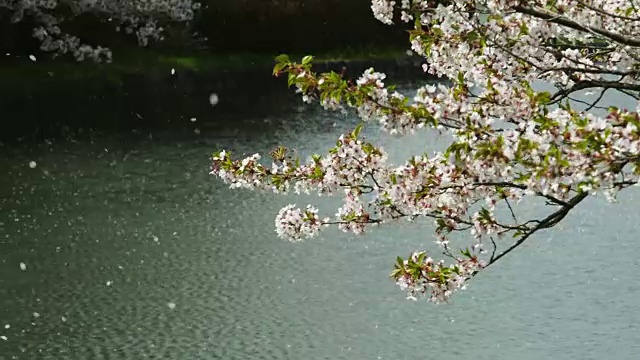 樱花的花瓣随风飞舞视频素材