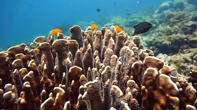 史诗般的水下自然:脆弱珊瑚礁生态系统中的小热带鱼(Pomacentrus moluccensis)滩。视频素材