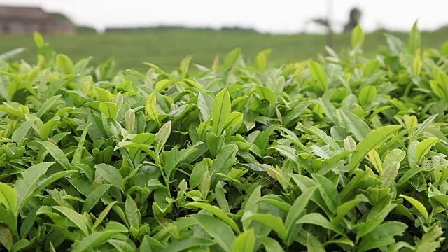 花园里的茶叶视频素材