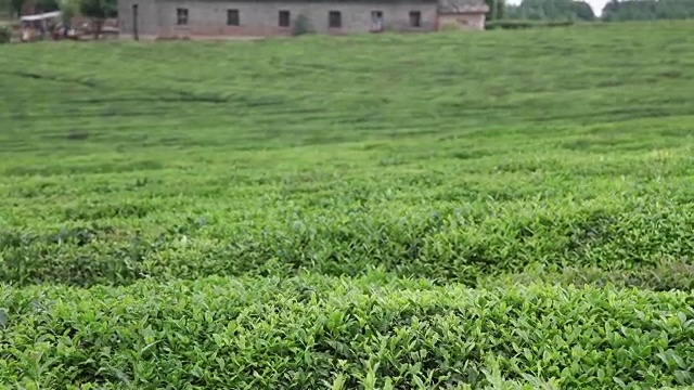 花园里的茶叶视频素材