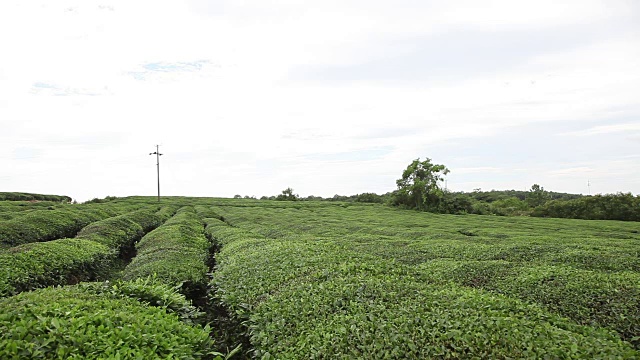 蓝天白云下的茶园视频素材