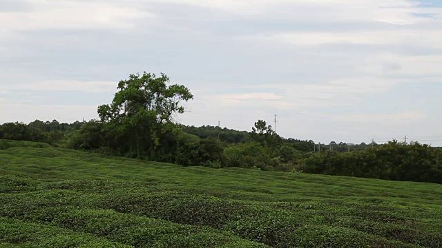 蓝天白云下的茶园视频素材