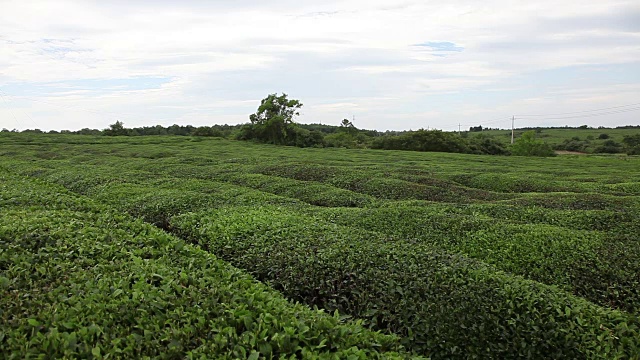 蓝天白云下的茶园视频素材