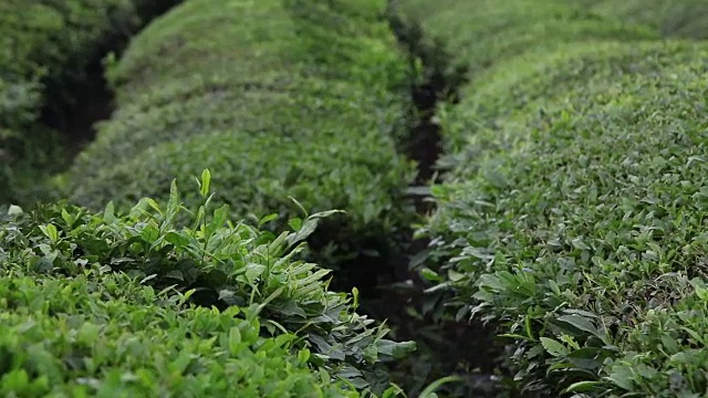 花园里的茶叶视频素材